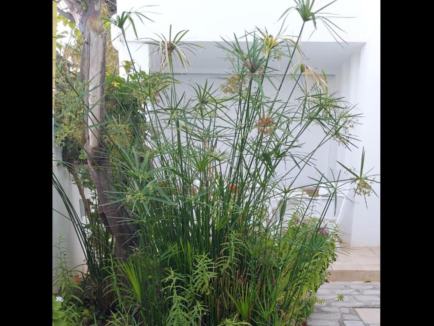"L'Abri Cotier" Appartement 3 Chambres Haut Standing Port Punique Carthage Douar ech Chott 外观 照片